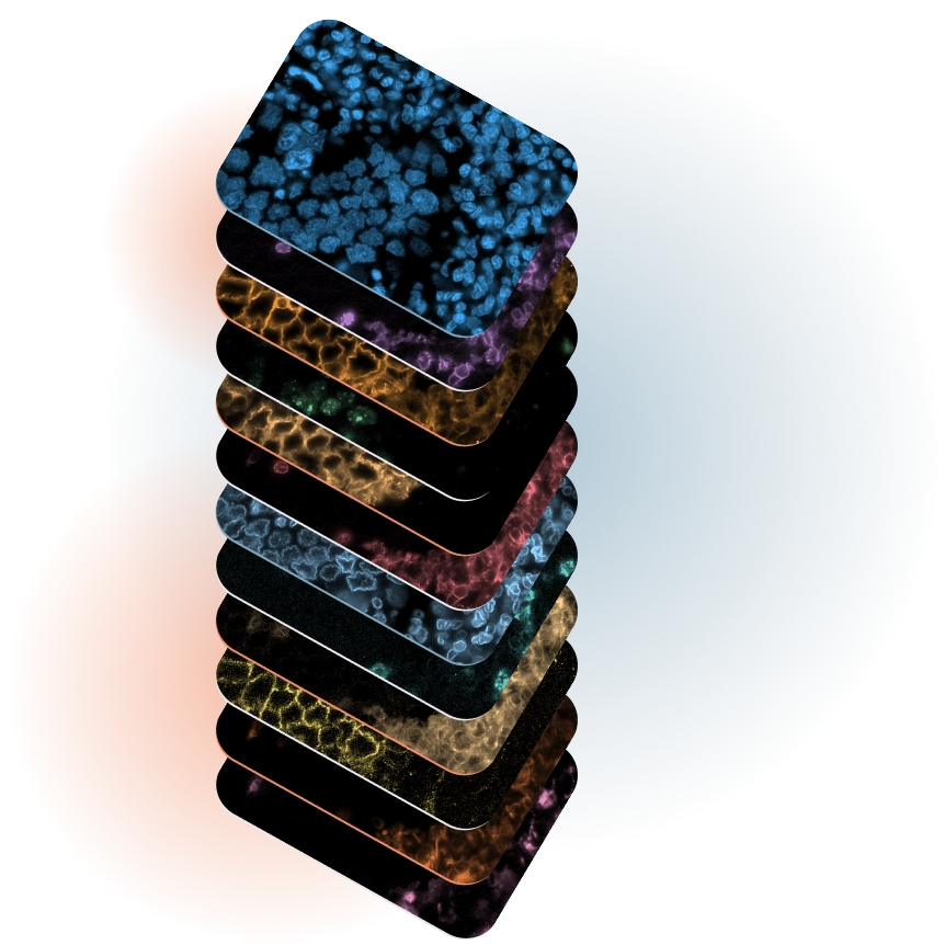 A stack of multiplex image layers of one tissue sample, one per marker: DNA, CD3, ATP1A1, Ki67, PanCK, CD45, LaminB1, CD8, B2M, B-Catenin, Vimentin and CD68.